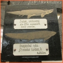 Lomnice nad Popelkou - muzeum