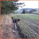 Dolní Bory - desilikovaný pegmatit