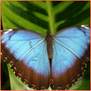 Mendelova univerzita v Brně – Orchideje a motýli