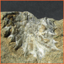 Masty - Galerie fosílií