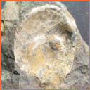 Vzorek č. 0006 (Neurčeno) - Masty Neurčeno - Masty