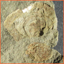 Vzorek č. 0007 (Neurčeno) - Masty Neurčeno - Masty