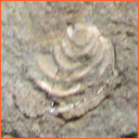 Vzorek č. 0008 (Neurčeno) - Masty Neurčeno - Masty