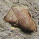 Vzorek č. 0009 (Neurčeno) - Masty Neurčeno - Masty