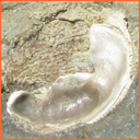 Vzorek č. 0010 (Neurčeno) - Masty Neurčeno - Masty