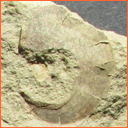 Vzorek č. 0011 (Neurčeno) - Masty Neurčeno - Masty