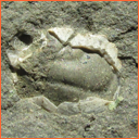 Vzorek č. 0013 (Neurčeno) - Masty Neurčeno - Masty