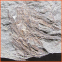 Vzorek č. 0014 - Thalassinoides isp. - Masty Thalassinoides isp. - Masty