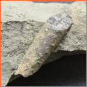 Praeactinocamax plenus (BLAINVILLE, 1827) - Masty