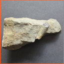 Praeactinocamax plenus (BLAINVILLE, 1827) - Masty