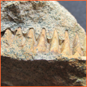 Vzorek č. 0016 (Neurčeno) - Masty Neurčeno - Masty