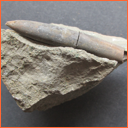 Vzorek č. 0017 - Praeactinocamax plenus (BLAINVILLE, 1827) - Masty Vzorek č. 0017 - Praeactinocamax plenus (BLAINVILLE, 1827) - Masty