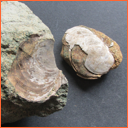 Vzorek č. 0020 - Inoceramus cf. pictus (SOWERBY, 1829) - Masty Vzorek č. 0020 - Inoceramus cf. pictus (SOWERBY, 1829) - Masty