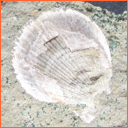 Vzorek č. 0021 - Chlamys sp. - Masty Vzorek č. 0021 - Chlamys sp. - Masty