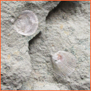 Masty - Galerie fosílií