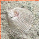 Masty - Galerie fosílií