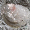 Vzorek č. 0022 - Mimachlamys robinaldina (D'ORBIGNY, 1847) - Masty Vzorek č. 0022 - Mimachlamys robinaldina (D'ORBIGNY, 1847) - Masty