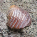 Vzorek č. 0023 - Ptychodus latissimus (AGASSIZ, 1835) - Masty Ptychodus latissimus (AGASSIZ, 1835) - Masty