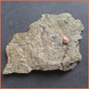 Ptychodus latissimus (AGASSIZ, 1835) - Masty