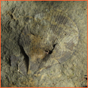 Vzorek č. 0025 - Mimachlamys robinaldina (D'ORBIGNY, 1847) - Masty Vzorek č. 0025 - Mimachlamys robinaldina (D'ORBIGNY, 1847) - Masty