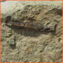 Vzorek č. 0027 - Praeactinocamax plenus (BLAINVILLE, 1827) - Masty Vzorek č. 0027 - Praeactinocamax plenus (BLAINVILLE, 1827) - Masty