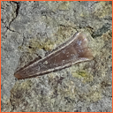 Vzorek č. 0028 (Neurčeno) - Masty Neurčeno - Masty