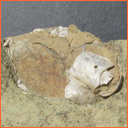 Vzorek č. 0030 (Neurčeno) - Masty Neurčeno - Masty