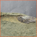 Vzorek č. 0031 - Praeactinocamax plenus (BLAINVILLE, 1827) - Masty Vzorek č. 0027 - Praeactinocamax plenus (BLAINVILLE, 1827) - Masty