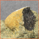 Vzorek č. 0037 - Praeactinocamax plenus (BLAINVILLE, 1827) - Masty Vzorek č. 0037 - Praeactinocamax plenus (BLAINVILLE, 1827) - Masty