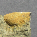 Praeactinocamax plenus (BLAINVILLE, 1827) - Masty