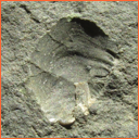 Vzorek č. 0039 (Neurčeno) - Masty Neurčeno - Masty