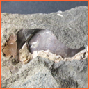 Vzorek č. 0040 (Neurčeno) - Masty Neurčeno - Masty