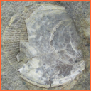 Vzorek č. 0041 (Neurčeno) - Masty Neurčeno - Masty