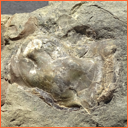 Vzorek č. 0042 (Neurčeno) - Masty Neurčeno - Masty