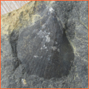 Vzorek č. 0043 (Neurčeno) - Masty Neurčeno - Masty