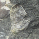 Vzorek č. 0044 (Neurčeno) - Masty Neurčeno - Masty