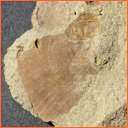 Vzorek č. 0046 (Neurčeno) - Masty Neurčeno - Masty