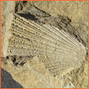 Vzorek č. 0047 (Neurčeno) - Masty Neurčeno - Masty