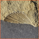 Vzorek č. 0048 (Neurčeno) - Masty Neurčeno - Masty