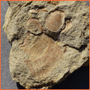 Vzorek č. 0049 (Neurčeno) - Masty Neurčeno - Masty