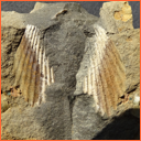 Vzorek č. 0050 (Neurčeno) - Masty Neurčeno - Masty