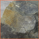 Vzorek č. 0051 (Neurčeno) - Masty Neurčeno - Masty