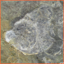 Vzorek č. 0052 (Neurčeno) - Masty Neurčeno - Masty