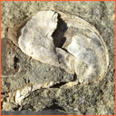 Vzorek č. 0055 (Neurčeno) - Masty Neurčeno - Masty