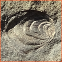 Vzorek č. 0056 (Neurčeno) - Masty Neurčeno - Masty