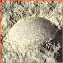 Vzorek č. 0058 (Neurčeno) - Masty Neurčeno - Masty