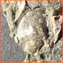 Vzorek č. 0061 (Neurčeno) - Masty Neurčeno - Masty