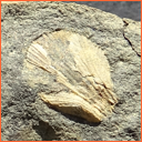 Vzorek č. 0062 (Neurčeno) - Masty Neurčeno - Masty