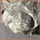 Vzorek č. 0063 (Neurčeno) - Masty Neurčeno - Masty