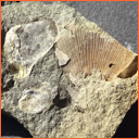 Vzorek č. 0064 (Neurčeno) - Masty Neurčeno - Masty